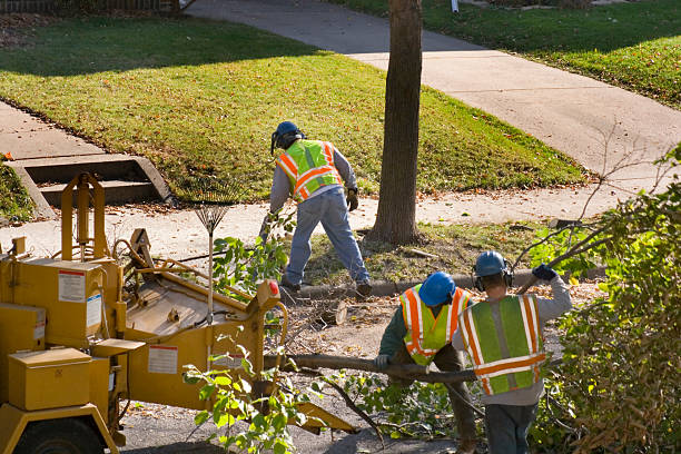 Best Tree Risk Assessment  in Bensenvle, IL